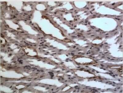 Immunohistochemistry-Paraffin: EphA7 Antibody (6E1) - Azide and BSA Free [NB110-93606]