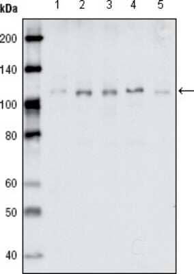 Western Blot: EphB1 Antibody (5F10A4)BSA Free [NBP1-28887]