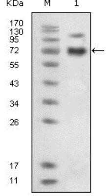 Western Blot: EphB4 Antibody (5B5)BSA Free [NBP1-47434]