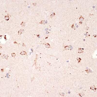 Immunohistochemistry-Paraffin: Ephrin-A1 Antibody (5D4Q5) [NBP3-16761]
