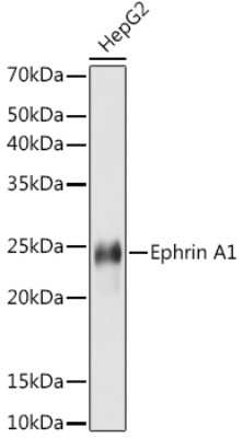 Western Blot: Ephrin-A1 Antibody (5D4Q5) [NBP3-16761]