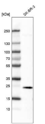 Western Blot: Ephrin-A1 Antibody (CL6501) [NBP2-76497]