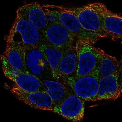 Immunocytochemistry/ Immunofluorescence: Ephrin-A2 Antibody [NBP2-68860]