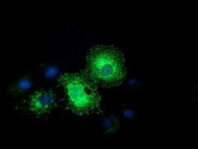 Immunocytochemistry/ Immunofluorescence: Ephrin-A2 Antibody (OTI3E3) - Azide and BSA Free [NBP2-70622]