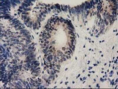 Immunohistochemistry: Ephrin-A2 Antibody (OTI3E3) - Azide and BSA Free [NBP2-70622]