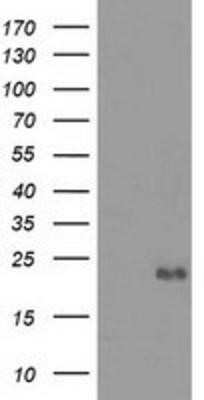 Western Blot: Ephrin-A2 Antibody (OTI3E3)Azide and BSA Free [NBP2-70622]