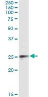 Immunoprecipitation: Ephrin-A3 Antibody (2H3) [H00001944-M10]