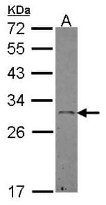 Western Blot: Ephrin-A3 Antibody [NBP2-14949]