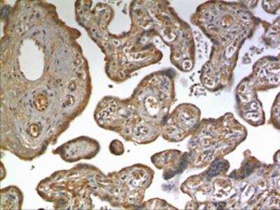 Immunohistochemistry-Paraffin: Ephrin-A4 Antibody (MM0263-9H13) - Azide and BSA Free [NBP2-12280]