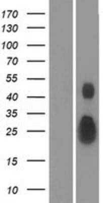 Western Blot: Ephrin-A4 Overexpression Lysate [NBP2-04833]