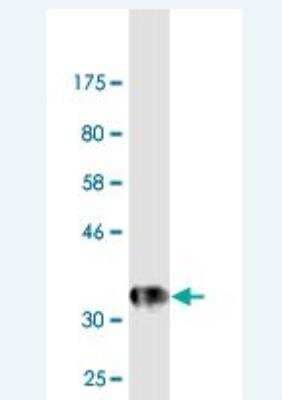 Western Blot: Ephrin-A5 Antibody (1A2) [H00001946-M02]