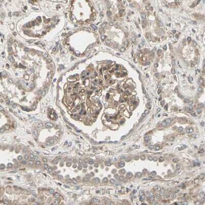 Immunohistochemistry-Paraffin: Ephrin-B2 Antibody [NBP1-84830]
