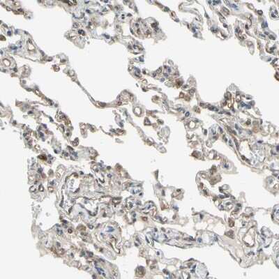 Immunohistochemistry-Paraffin: Ephrin-B2 Antibody [NBP1-84830]