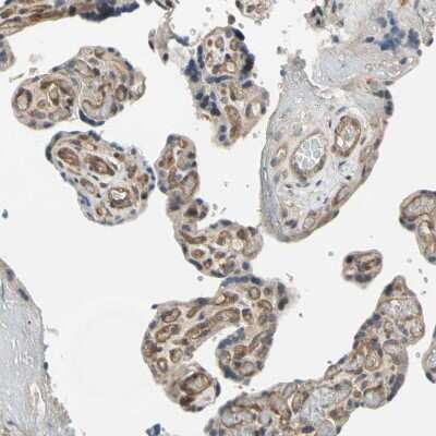 Immunohistochemistry-Paraffin: Ephrin-B2 Antibody [NBP1-84830]
