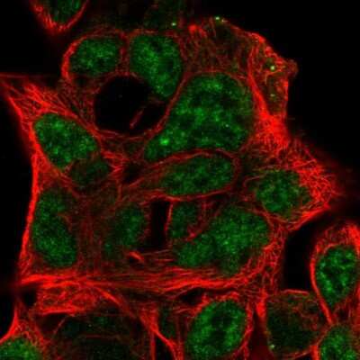 Immunocytochemistry/ Immunofluorescence: Ephrin-B3 Antibody [NBP1-84829]