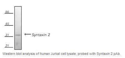 Western Blot: Epimorphin/Syntaxin 2 Antibody [NBP1-19338]