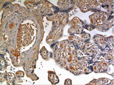 Immunohistochemistry-Paraffin: Epiregulin Antibody (MM0265- 12Y4) - Azide and BSA Free [NBP2-12285]