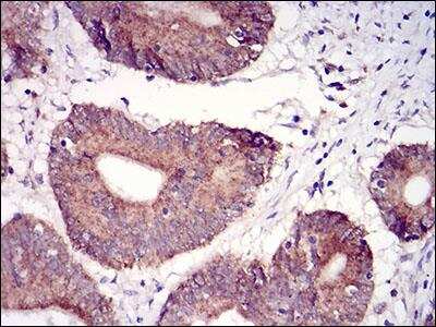 Immunohistochemistry-Paraffin: Epsilon 1 Tubulin Antibody (5F3B7) - BSA Free [NBP2-52578]