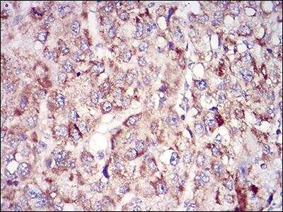Immunohistochemistry-Paraffin: Epsilon 1 Tubulin Antibody (5F3B7) - BSA Free [NBP2-52578]