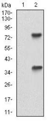 Western Blot: Epsilon 1 Tubulin Antibody (5F3B7)BSA Free [NBP2-52578]