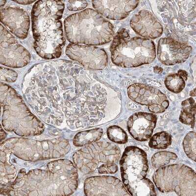 Immunohistochemistry-Paraffin: Epsilon 1 Tubulin Antibody [NBP1-85204]