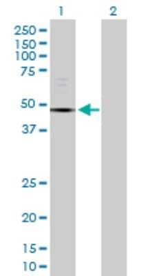 Western Blot: Epsilon 1 Tubulin Antibody [H00051175-D01P]