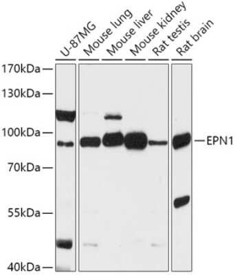 Western Blot: Epsin 1 AntibodyAzide and BSA Free [NBP3-03439]