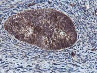 Immunohistochemistry: Epsin-2 Antibody (OTI1G3) - Azide and BSA Free [NBP2-71701]