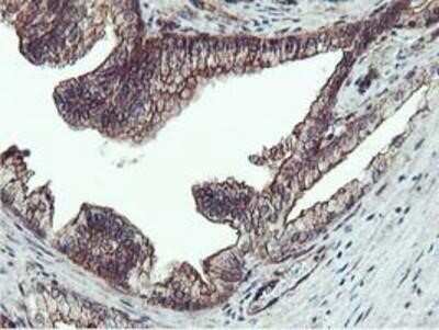 Immunohistochemistry: Epsin-2 Antibody (OTI1G3) - Azide and BSA Free [NBP2-71701]