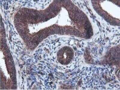 Immunohistochemistry: Epsin-2 Antibody (OTI1G3) - Azide and BSA Free [NBP2-71701]