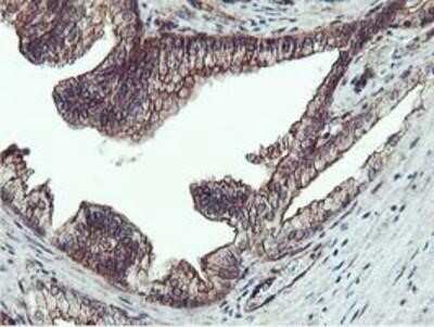 Immunohistochemistry-Paraffin: Epsin-2 Antibody (OTI1G3) [NBP2-01775]