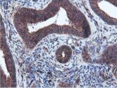 Immunohistochemistry-Paraffin: Epsin-2 Antibody (OTI1G3) [NBP2-01775]