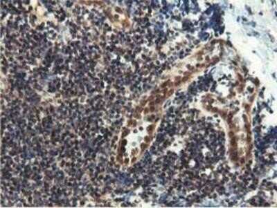 Immunohistochemistry-Paraffin: Epsin-2 Antibody (OTI1G3) [NBP2-01775]