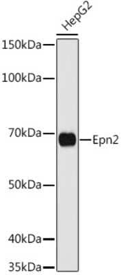 Western Blot: Epsin-2 AntibodyAzide and BSA Free [NBP3-02942]