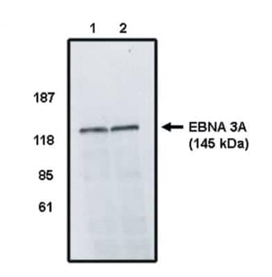 Western Blot: Epstein Barr Virus Nuclear Antigen 3A Antibody [NBP2-66589]