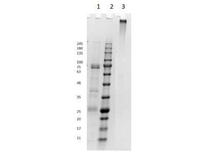 SDS-PAGE: Equine IgM Isotype Control [NBP1-96970]