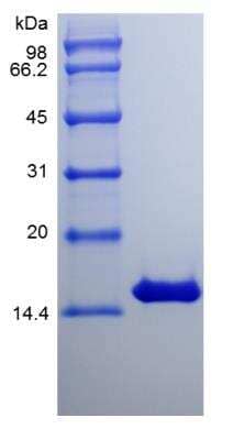 SDS-PAGE: Recombinant Equine IFN-gamma Protein [NBP2-34930]