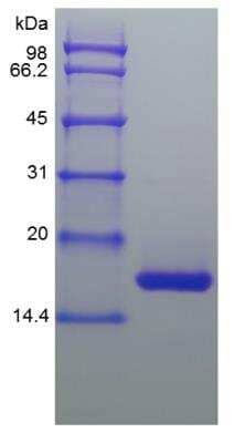 SDS-PAGE: Recombinant Equine IL-1 beta/IL-1F2 Protein [NBP2-34941]