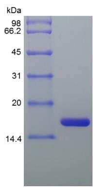 SDS-PAGE: Recombinant Equine IL-1ra/IL-1F3/IL1RN Protein [NBP2-34937]