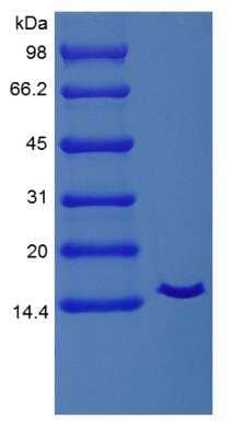 SDS-PAGE: Recombinant Equine IL-2 Protein [NBP2-34950]