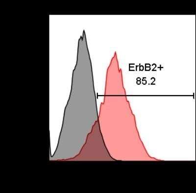 Flow Cytometry: ErbB2/Her2 Antibody (HRB2/258) - Azide and BSA Free [NBP2-34641]