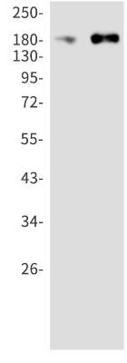 Western Blot: ErbB3/Her3 Antibody (S05-3F7) [NBP3-19862]