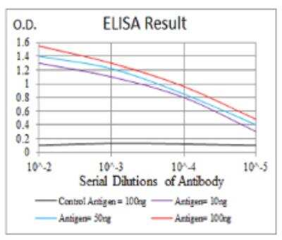ELISA: ErbB4/Her4 Antibody (5G6B4) - BSA Free [NBP2-52462]