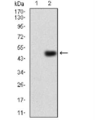 Western Blot: ErbB4/Her4 Antibody (5G6B4)BSA Free [NBP2-52462]