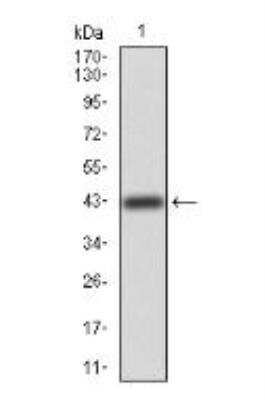 Western Blot: ErbB4/Her4 Antibody (5G6B4)BSA Free [NBP2-52462]