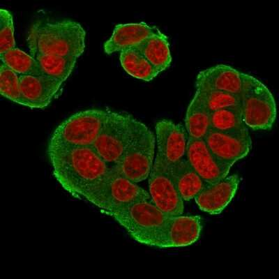 Immunocytochemistry/ Immunofluorescence: ErbB4/Her4 Antibody (HFR-1) - Azide and BSA Free [NBP3-08902]