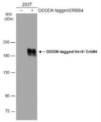 Western Blot: ErbB4/Her4 Antibody [NBP1-33120]