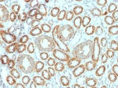 Immunohistochemistry-Paraffin: Erythropoietin/EPO Antibody (EPO/1367) - Azide and BSA Free [NBP2-54447]
