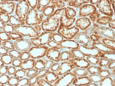Immunohistochemistry-Paraffin: Erythropoietin/EPO Antibody (EPO/1368) [NBP2-53392]