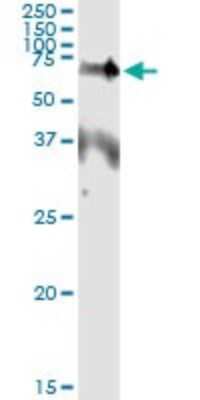 Immunoprecipitation: Erythropoietin R Antibody (3D10) [H00002057-M01]